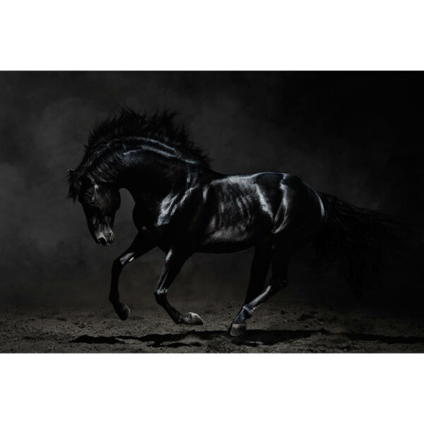 Tier #1 | Pferd, Fotografie