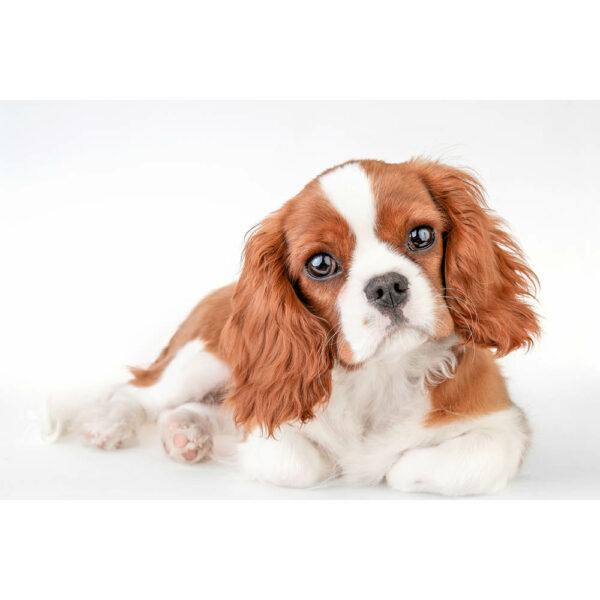 Tier #10 | Hund, Fotografie
