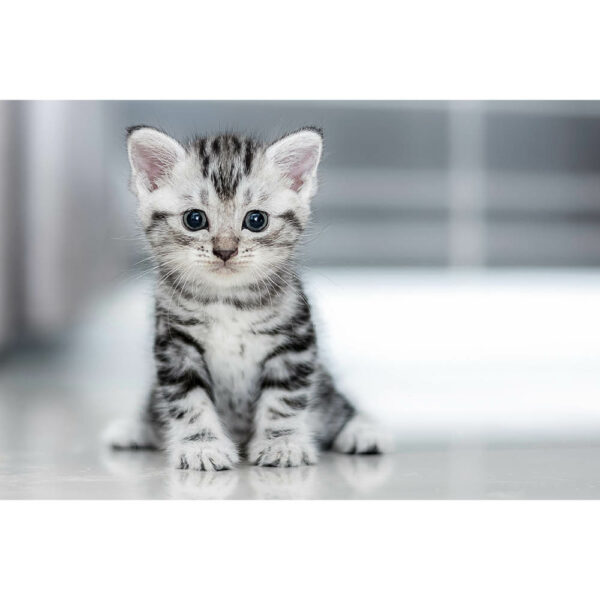Tier #11 | Katze, Fotografie
