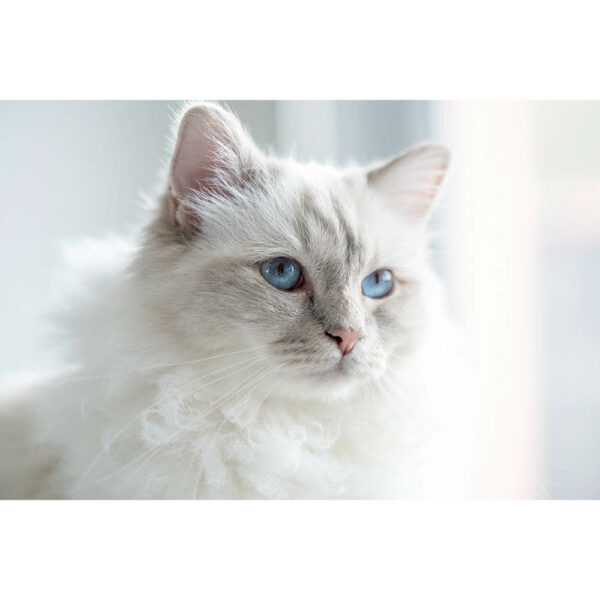 Tier #12 | Katze, Fotografie