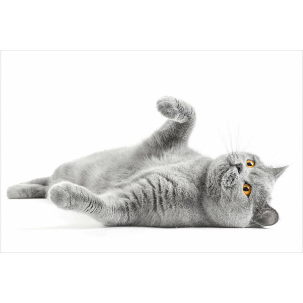 Tier #13 | Katze, Fotografie
