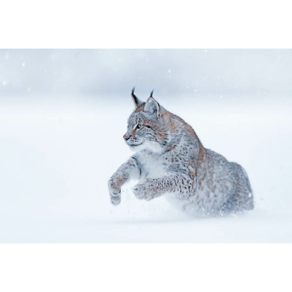 Tier #14 | Luchs, Fotografie