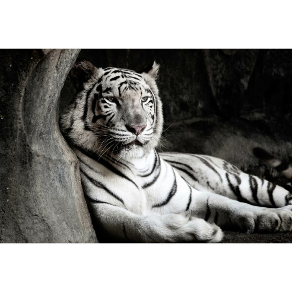 Tier #15 | Tiger, Fotografie