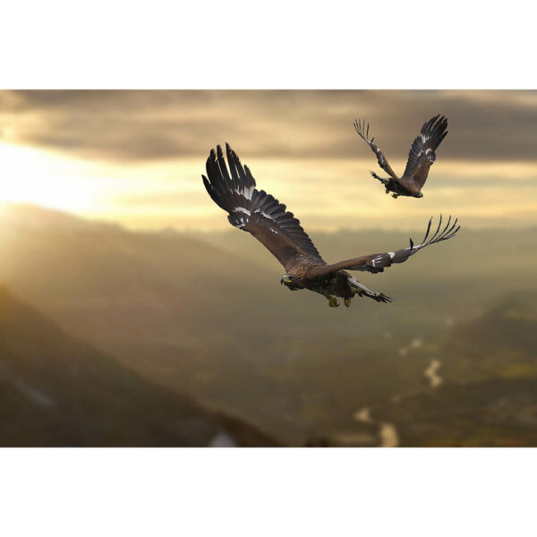 Tier #16 | Adler, Fotografie