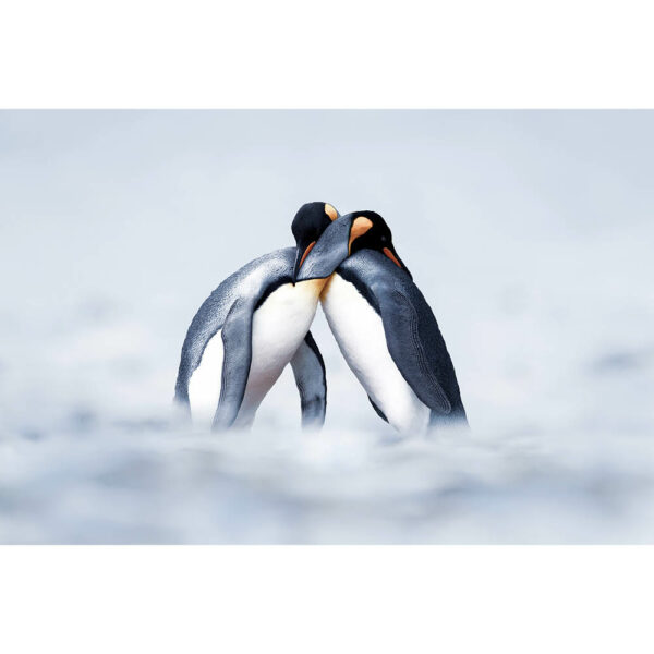 Tier #18 | Pinguin, Fotografie