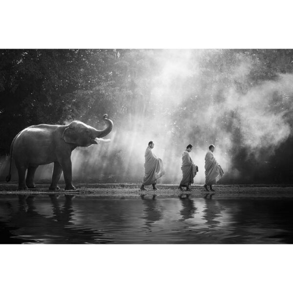 Tier #19 | Elefant, Fotografie