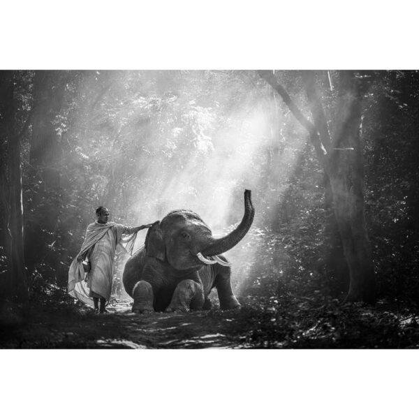 Tier #20 | Elefant, Fotografie