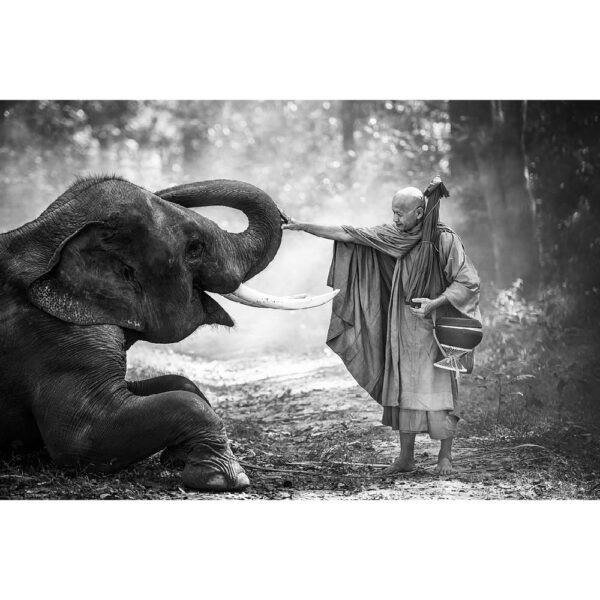 Tier #21 | Elefant, Fotografie