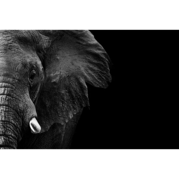 Tier #22 | Elefant, Fotografie