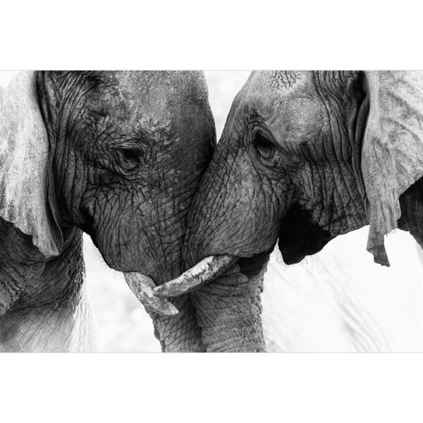 Tier #23 | Elefant, Fotografie