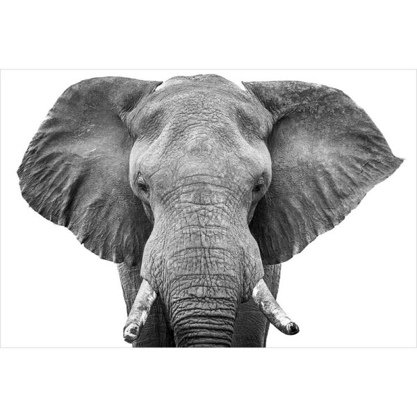 Tier #24 | Elefant, Fotografie
