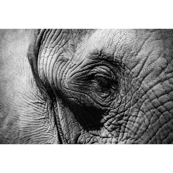 Tier #25 | Elefant, Fotografie
