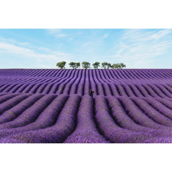 Natur #19 | Lavendelfeld, Fotografie