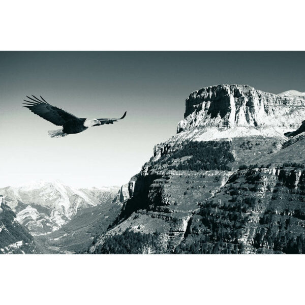 Tier #26 | Adler, Fotografie