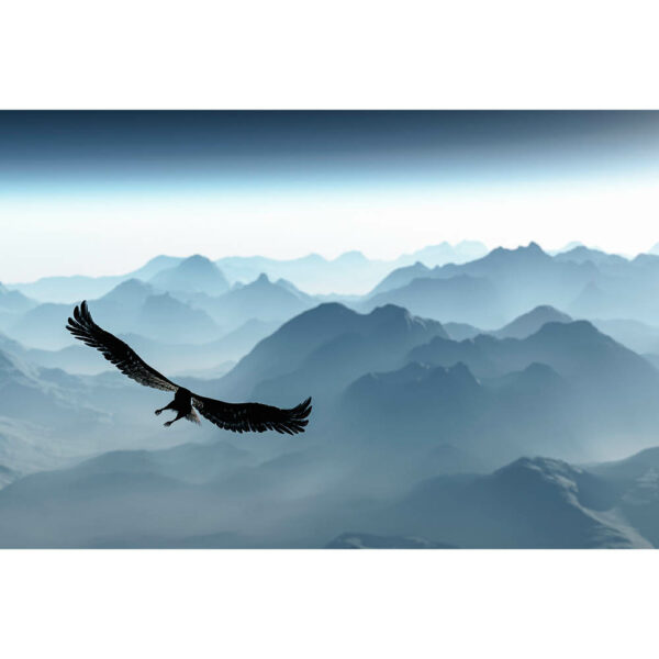 Tier #27 | Adler, Fotografie