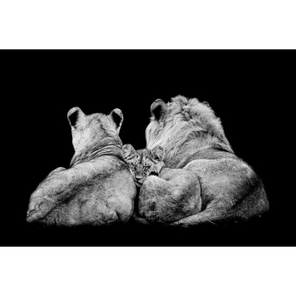 Tier #28 | Löwen, Fotografie