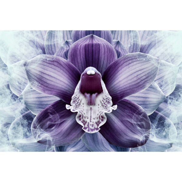 Natur #25 | Orchidee, Fotografie