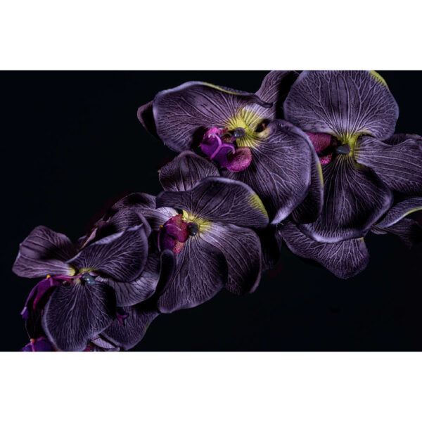 Natur #26 | Orchidee, Fotografie