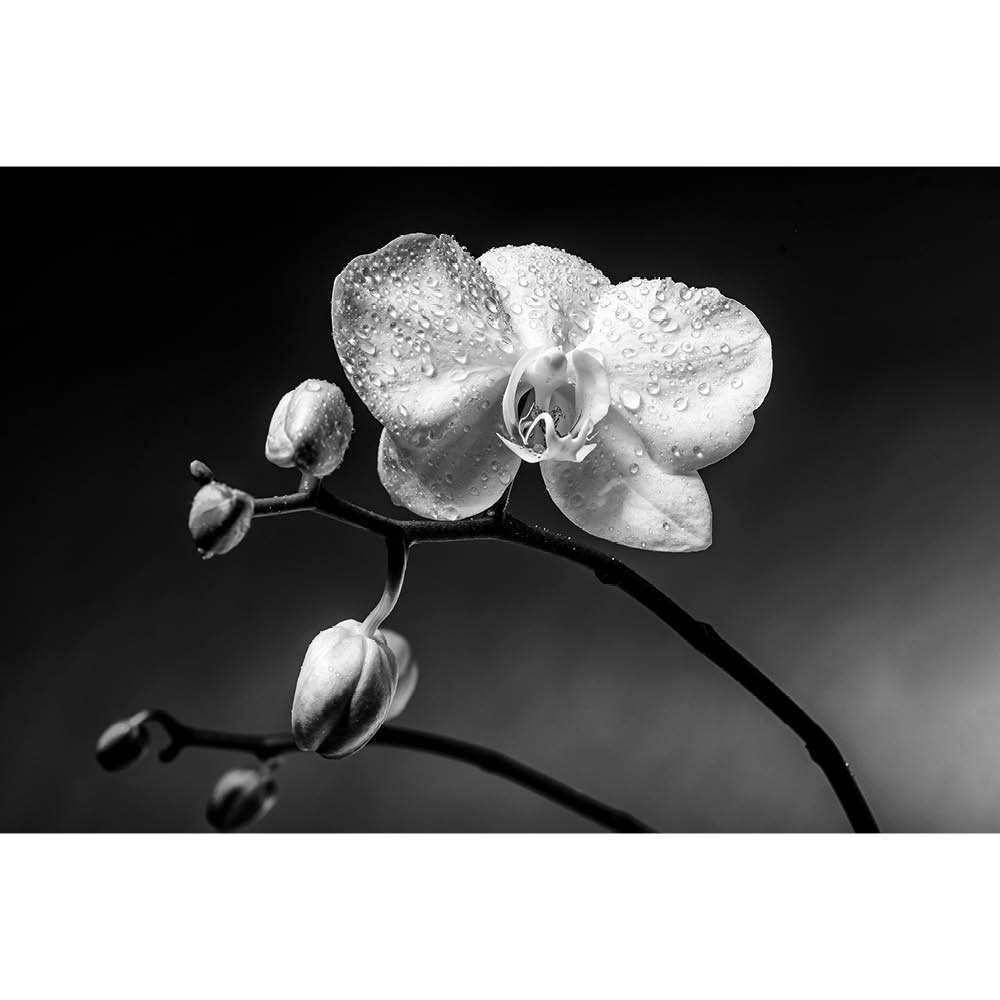 Natur #27 | Orchidee, Fotografie