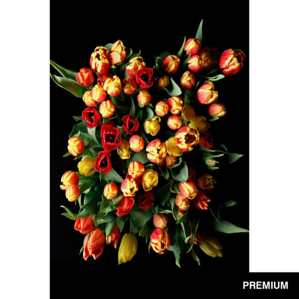 Wilko van Oostrum #1 | Strauß Triumpftulpen, Fotografie