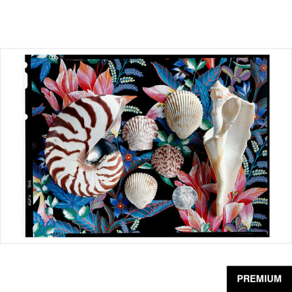 Wilko van Oostrum #10 | verschiedene Muscheln auf farbigem Untergrund, Fotografie (Film)