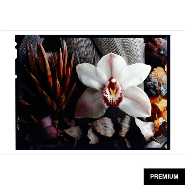 Wilko van Oostrum #12 | Orchidee auf Holz, Fotografie (Film)