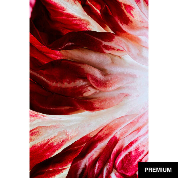Wilko van Oostrum #15 | Radicchio Rosso di Chioggia, Fotografie
