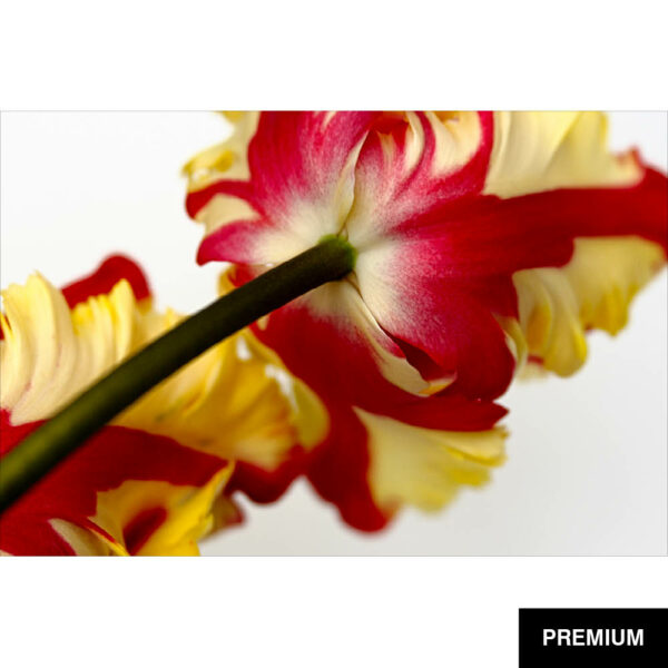 Wilko van Oostrum #2 | Tulpe Flaming Parrot, Fotografie