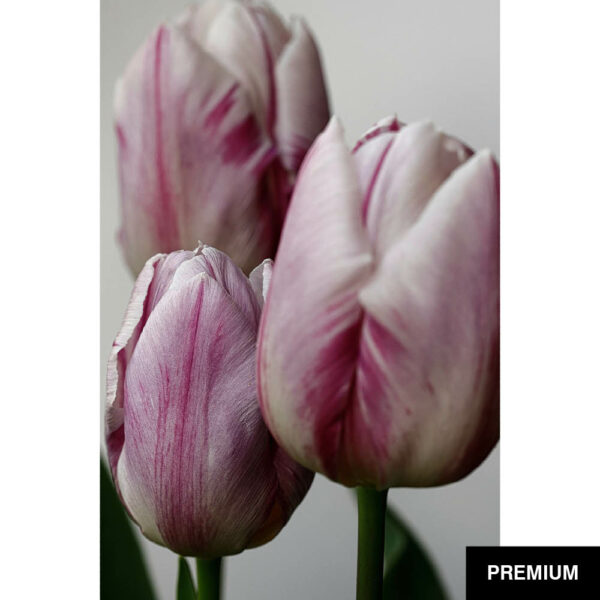 Wilko van Oostrum #3 | Tulpe weiß/lila, Closeup, Fotografie