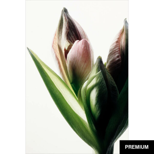 Wilko van Oostrum #4 | Amaryllis Knospe, Fotografie