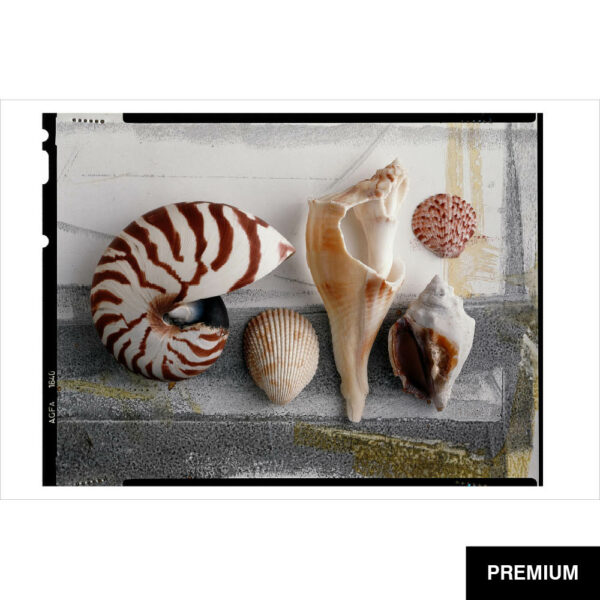 Wilko van Oostrum #9 | verschiedene Muscheln auf Arbeitsbrett, Fotografie (Film)