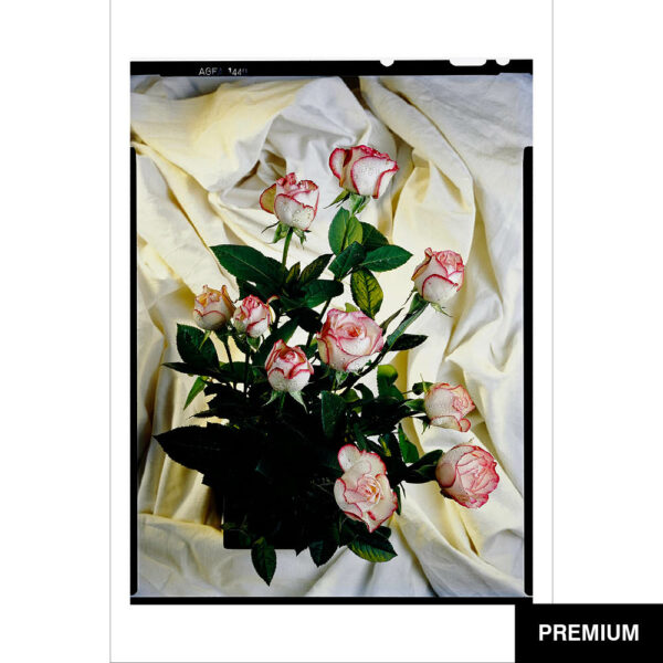 Wilko van Oostrum #33 | Rosenbouquet, Fotografie (Film)