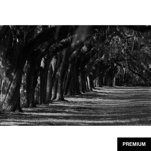Wilko van Oostrum #68 | Allee of southern live oak trees Boone Hall Mt. Pleasant, Fotografie