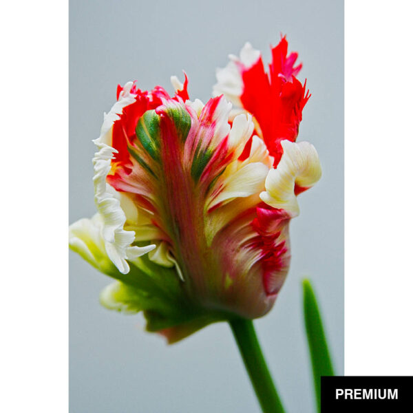 Wilko van Oostrum #70 | Tulpe Flaming Parrot, einzelne Blüte, Fotografie