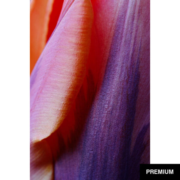 Wilko van Oostrum #73 | Tulpe Prinses Irene, Fotografie