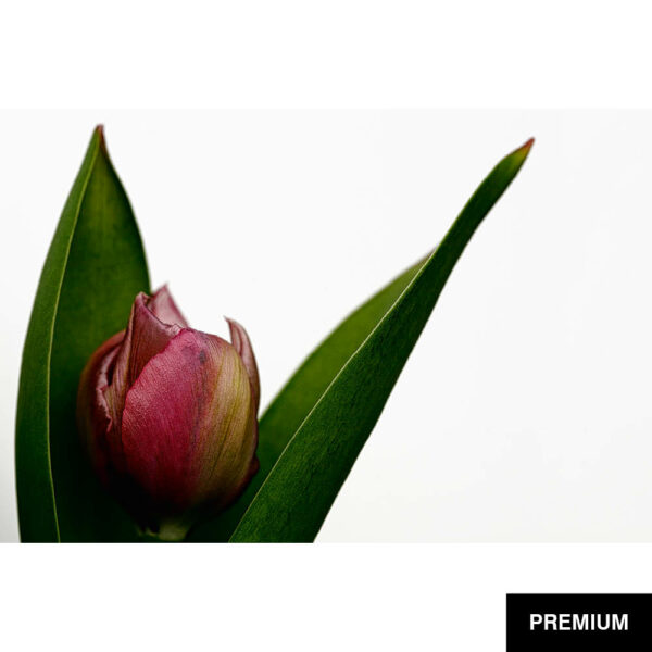 Wilko van Oostrum #78 | Tulpe Kingsblood, Fotografie