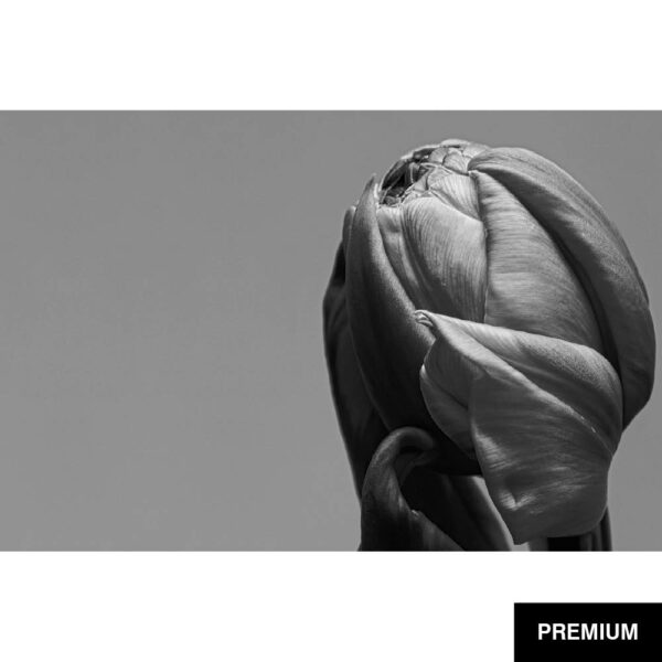 Wilko van Oostrum #79 | Tulpe Negrita Double, S/W 1, Fotografie