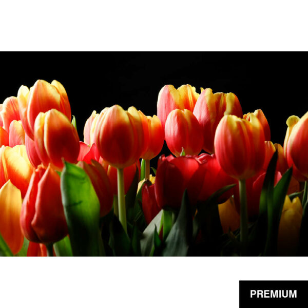 Wilko van Oostrum #82 | Tulpen bouquet of triumph tulips panorama, Fotografie