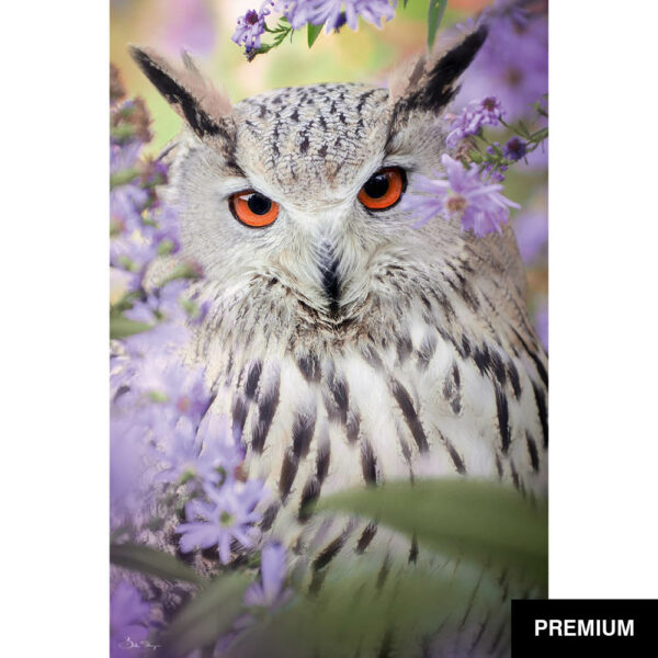 Bella Steger #12 | Uhu Antares Closeup, Fotografie