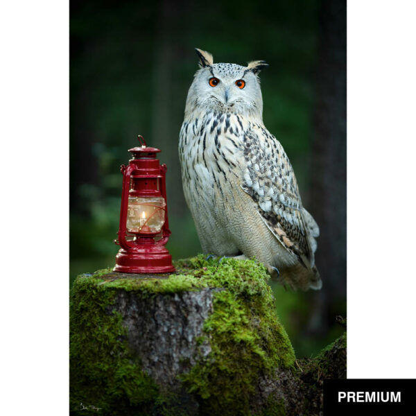 Bella Steger #13 | Uhu Antares mit Laterne im Wald, Fotografie