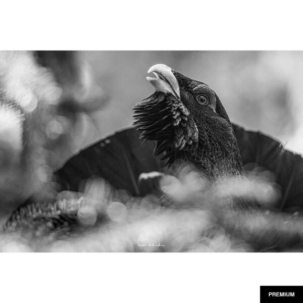 Fotografie von Lukas Schäfer #20 "Detail Auerhahn 1"