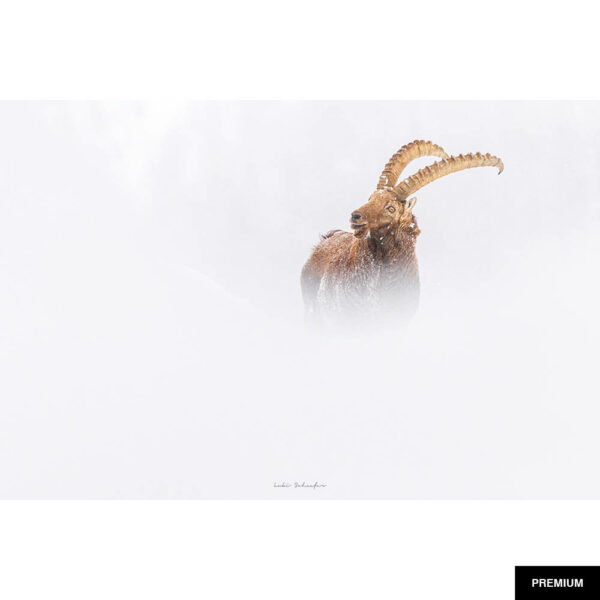 Fotografie von Lukas Schäfer #22 "Steinbock Winterlandschaft"