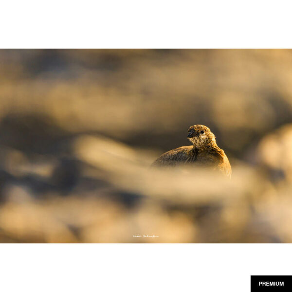 Fotografie von Lukas Schäfer #23 "Schneehuhn Herbst"