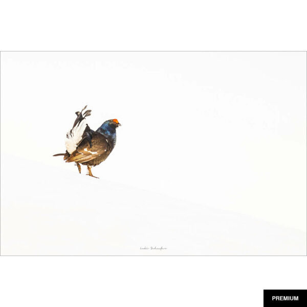 Fotografie von Lukas Schäfer #24 "Huhn im Schnee"