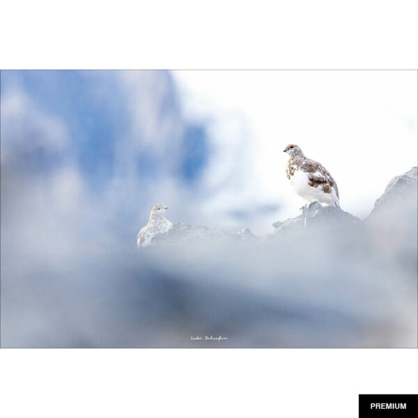 Fotografie von Lukas Schäfer #26 "Schneehühner Winter 1"