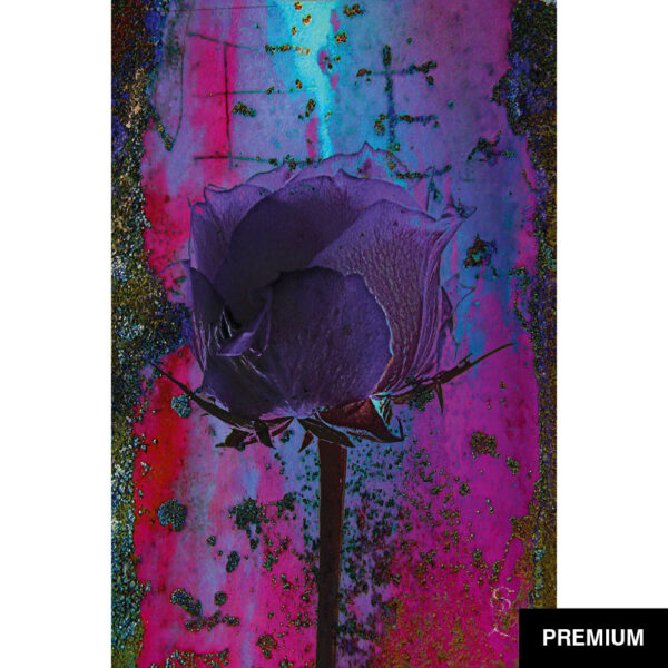 Ole Spannagel #2 | Projekt: „EvE – The Rose“; digitale Collage