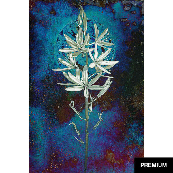 Ole Spannagel #9 | Moonflower; Camassia-Serie; digitale Collage