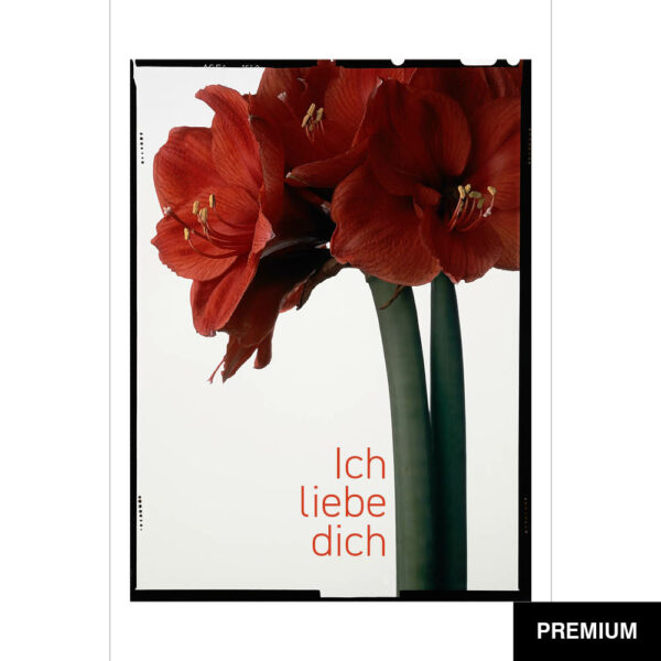 Wilko van Oostrum #91 | Amaryllis, Fotografie (Film), Valentinstag