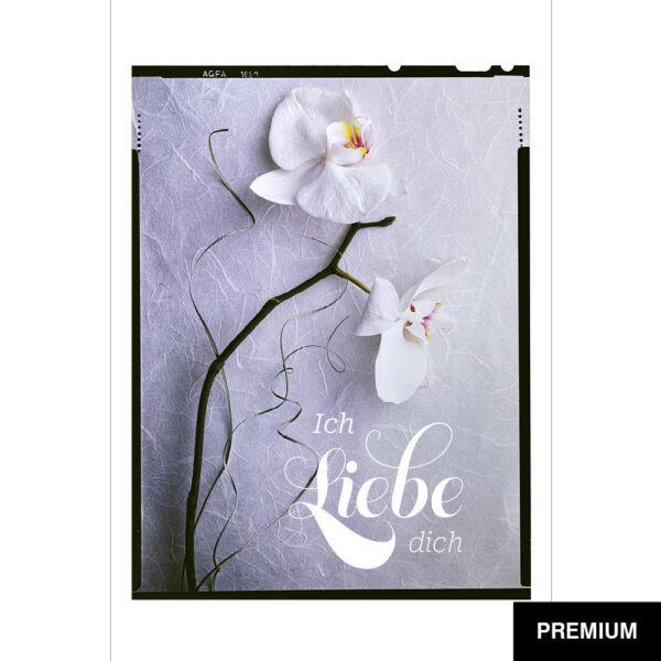Wilko van Oostrum #93 | Orchidee auf Papier, Fotografie (Film), Valentinstag