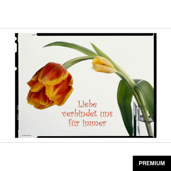 Wilko van Oostrum #95 | Tulpen in Vase, Fotografie (Film), Valentinstag